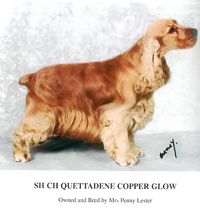 Quettadene Copper Glow